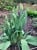 podpora-metalowa-do-kwiatow-70cm-tulipany