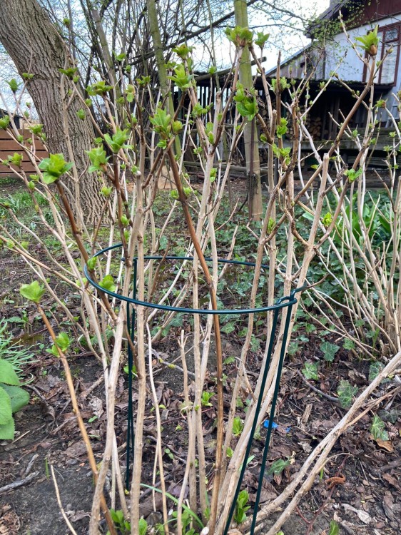 podpora-metalowa-do-kwiatow-70cm-w-ogrodzie