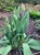 podpora-metalowa-do-kwiatow-70cm-tulipany