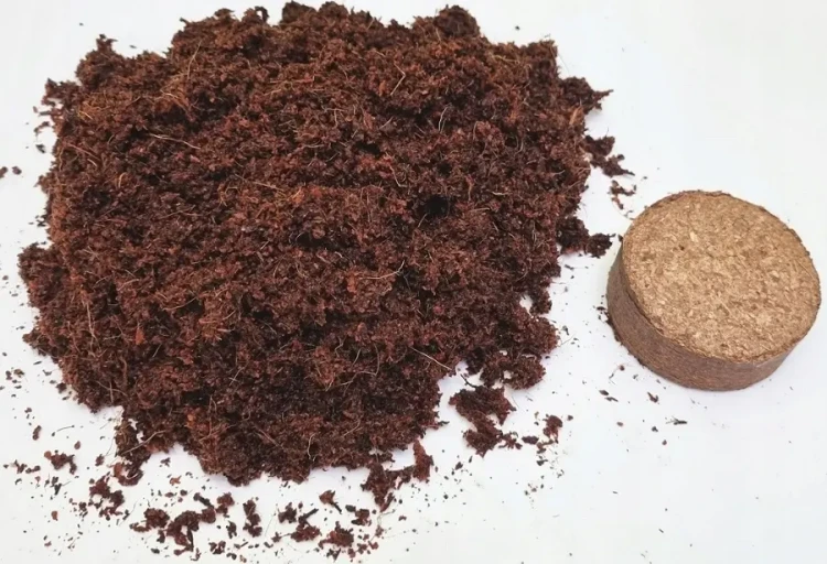 cocogrunt - krążek.webp