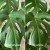 efekty-pozegnaj-szkodniki-plantlover-rosliny-doniczkowe3.jpg