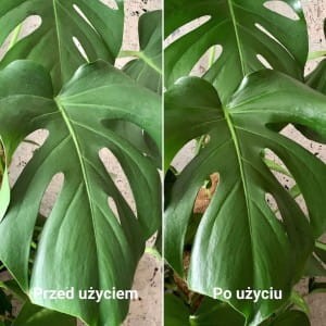 efekty-pozegnaj-szkodniki-plantlover-rosliny-doniczkowe3.jpg