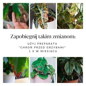 chron-przed-grzybami,-wirusami-i-bakteriami.jpg