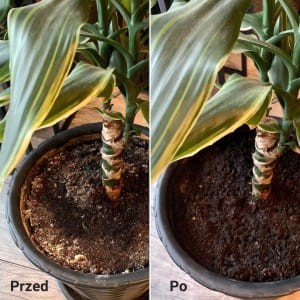 Efekty-Plantlover-5.jpg
