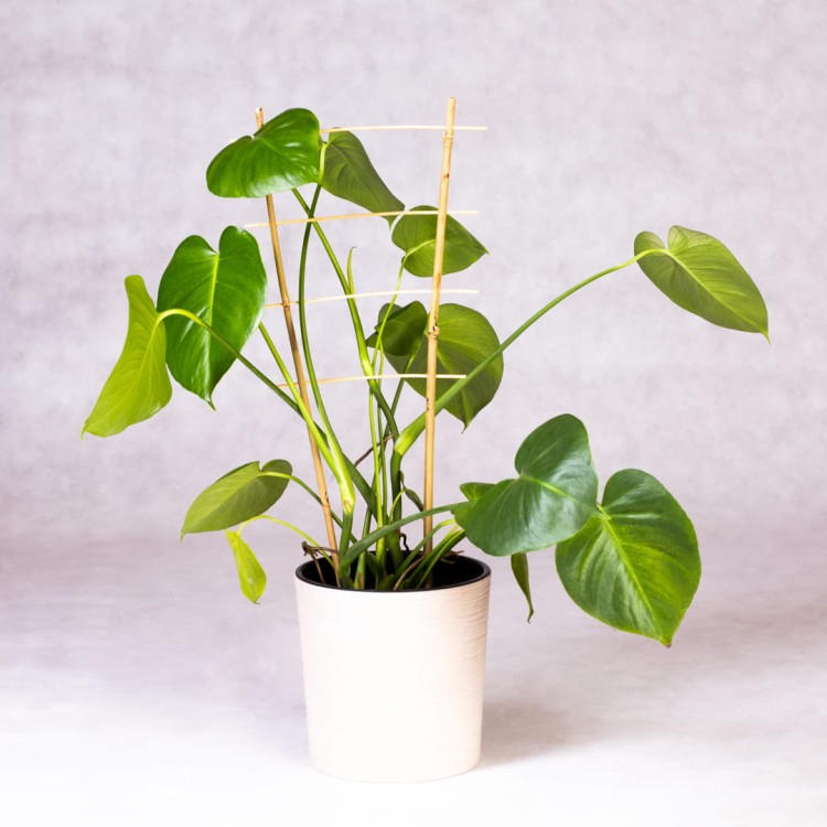 Drabinka bambusowa - 60cm - S2 - 10 sztuk 2